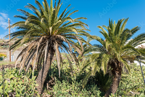 Palm trees in cactus garden in the mountain village Arure on the canary island La Gomera photo