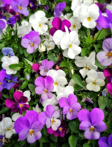 Spring violet flowers. 