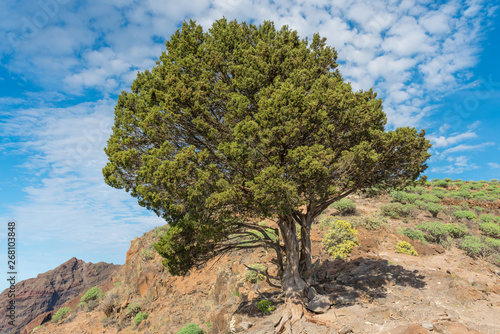 Single juniper tree on the La Mercia mountain at the long distance trail from the Valle Gran Rey to Arure on La Gomera. The tree is situated on top of the mountain