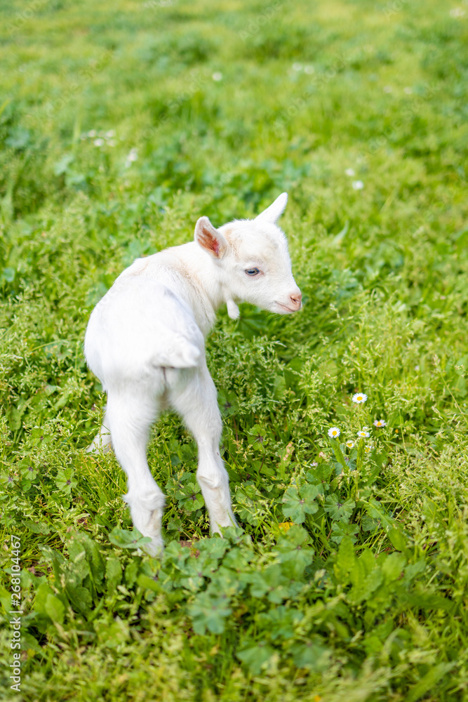Portrait of a little goat on the grass Portrait of a little goat on the grass
