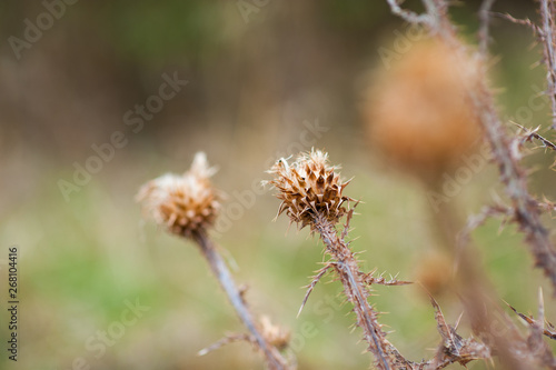 Closeup on the dry grass in early spring. © SYARGEENKA