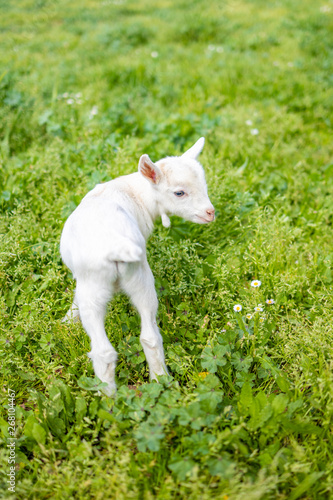 Portrait of a little goat on the grass