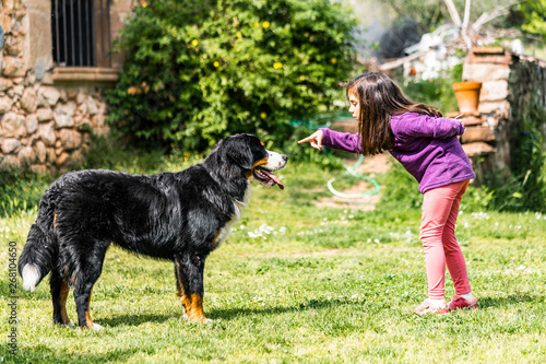Little girl training a Bernese mountain dog