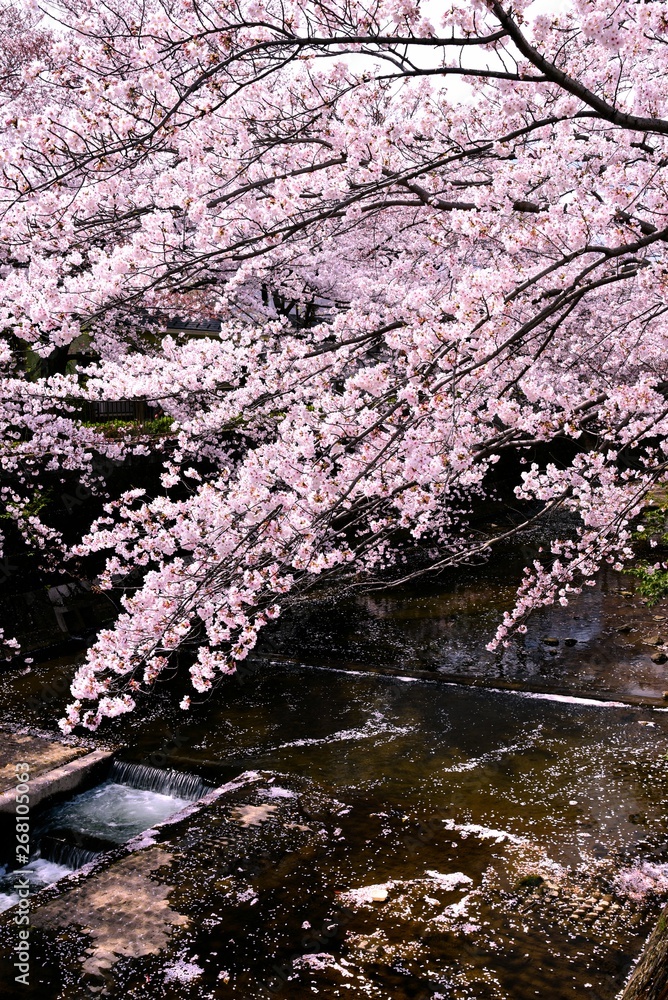恩田川の桜 恩田川の桜