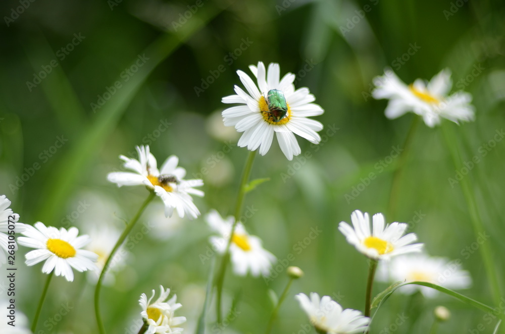 white daisies in green grass on a summer meadow gently bloom white daisies in green grass on a summer meadow gently bloom