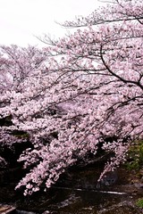 Poster encadré  恩田川の桜  © Goryu