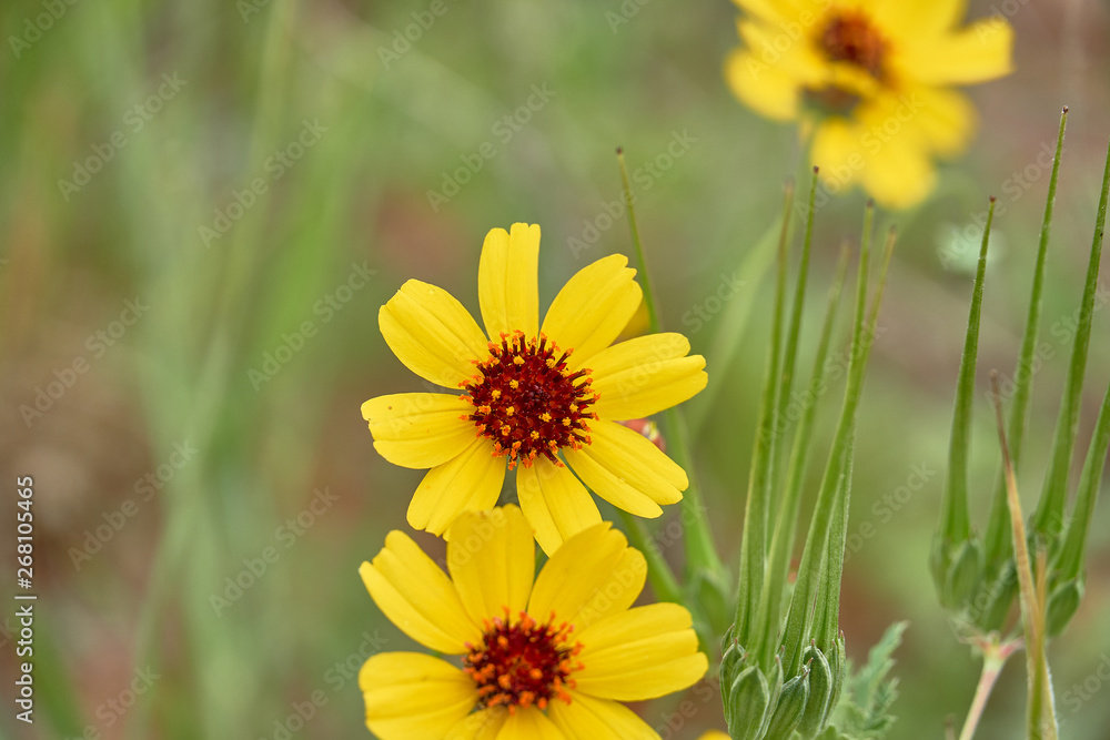 Obraz premium Stiff Greenthread Flower close up. Springtime in Texas