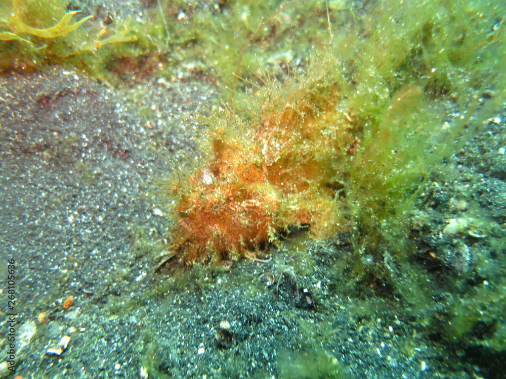 Fototapeta premium Frogfish en el mar
