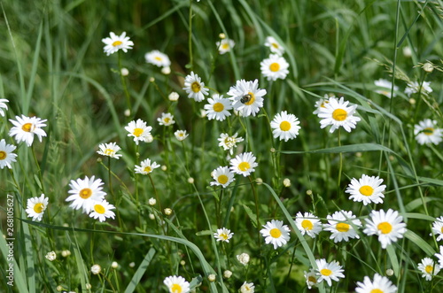white daisies in green grass on a summer meadow gently bloom