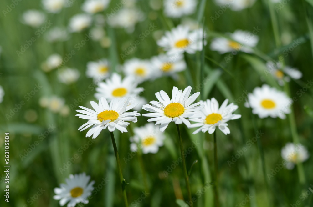 white chamomile in green grass on a summer meadow gently bloom white chamomile in green grass on a summer meadow gently bloom