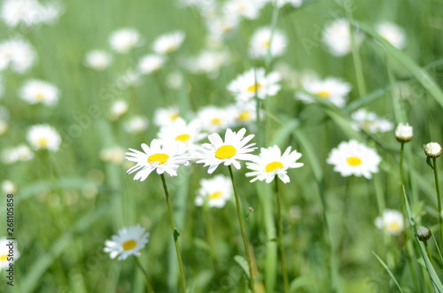 white chamomile daisies in green grass on a summer meadow gently bloom