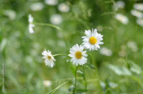 white chamomile in green grass on a summer meadow gently bloom