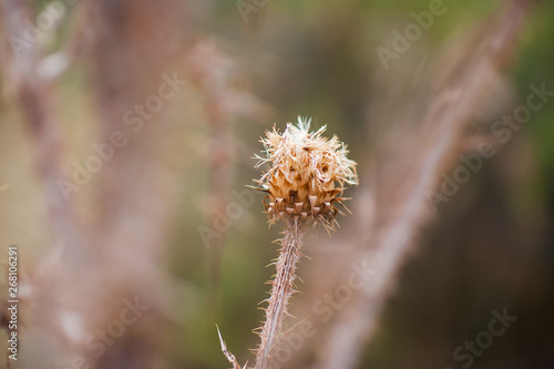 Closeup on the dry grass in early spring.