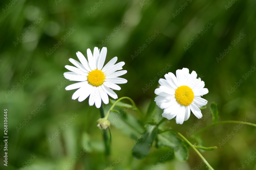white chamomile in green grass on a summer meadow gently bloom white chamomile in green grass on a summer meadow gently bloom