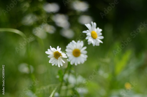 white chamomile in green grass on a summer meadow gently bloom