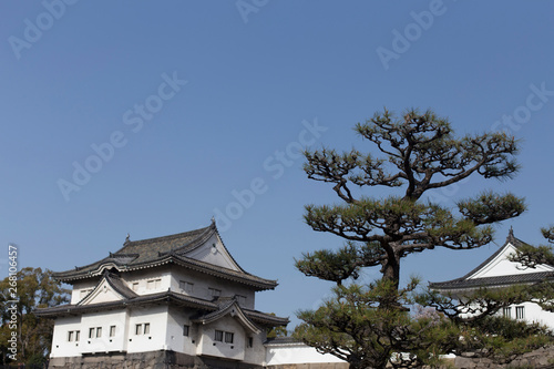 Japanese pine  inside the Wakayama Castle in Japan © Jaime