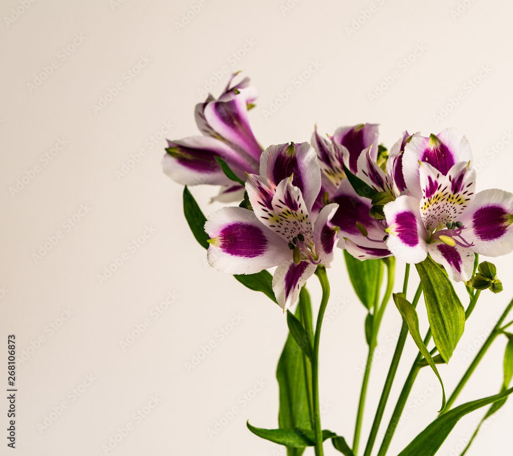 flower on a beautiful background, natural colors flower on a beautiful background, natural colors