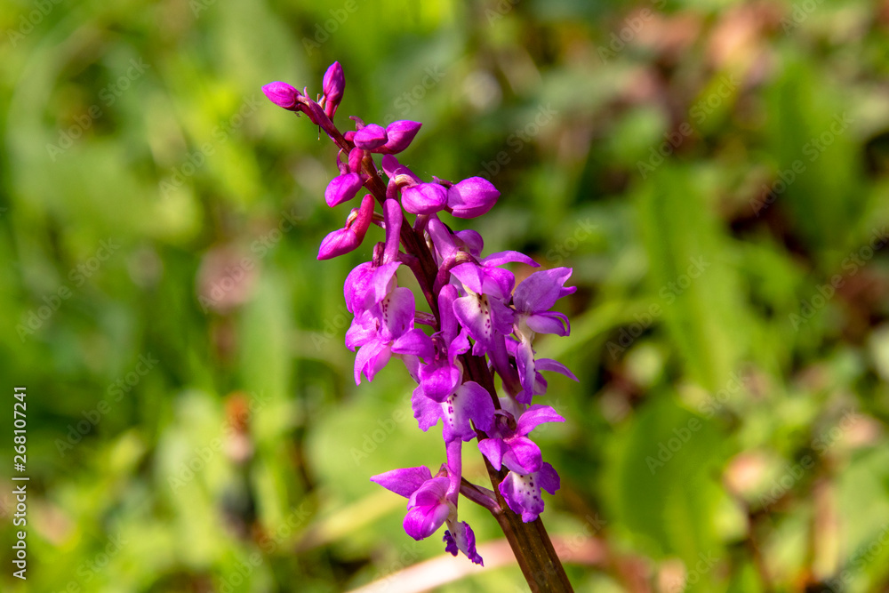 Orchis bouffon en fleur dans la prairie