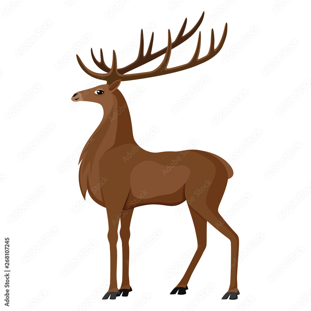 Deer with beautiful horns on a white background. Deer with beautiful horns on a white background.