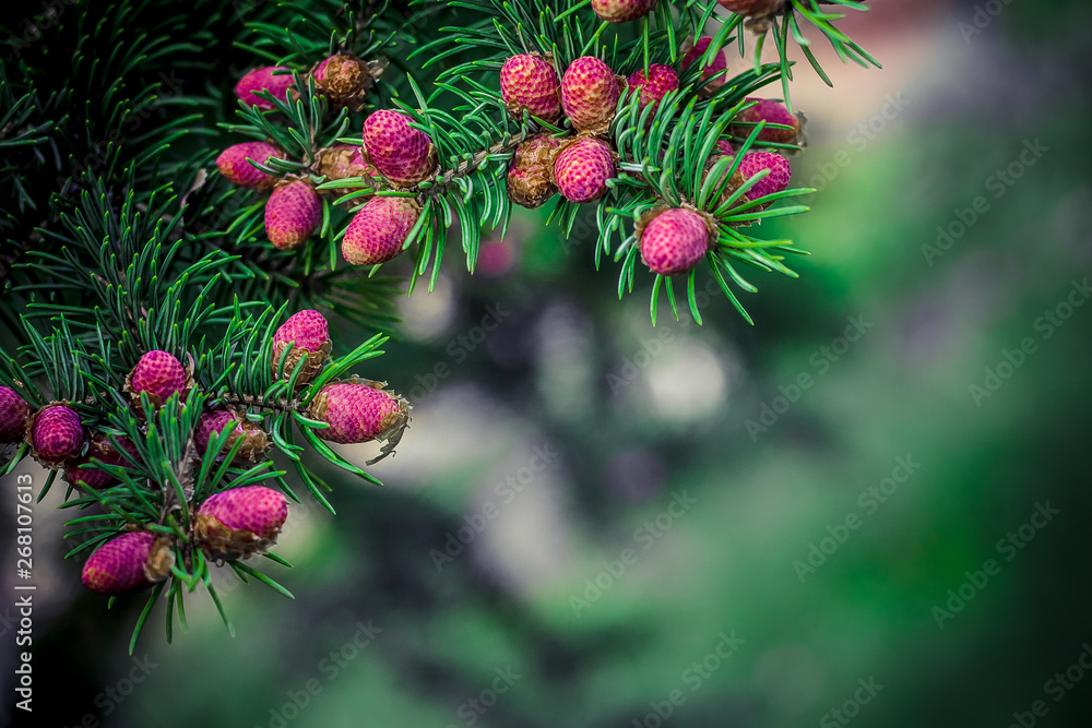 unusual color young bumps hang on coniferous branches, there is a copy space for the congratulatory text unusual color young bumps hang on coniferous branches, there is a copy space for the congratulatory text