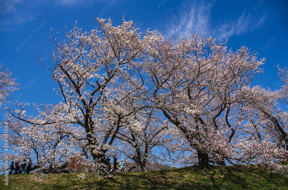 京都府八幡市・背割提の桜並木