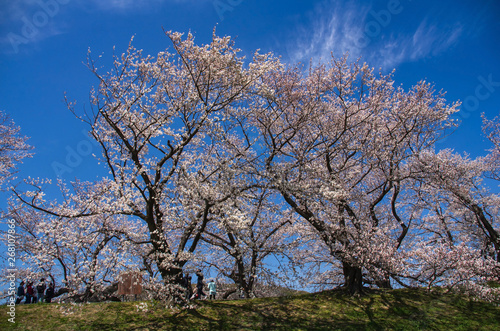 京都府八幡市・背割提の桜並木
