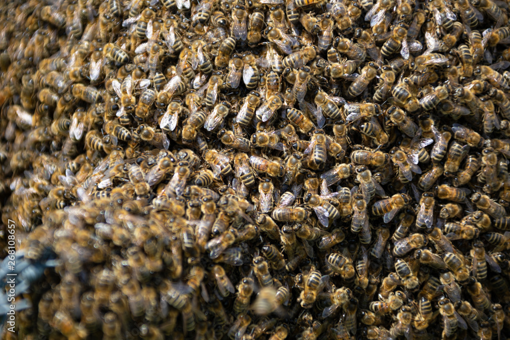 Close up of a swarm of bees packed on a fence Close up of a swarm of bees packed on a fence