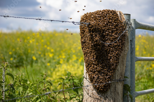 Swarm of bees packed on a fence