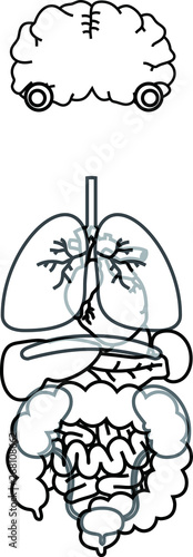 Illustration of cute human organs outline