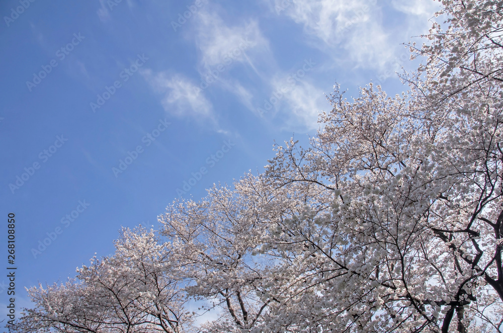 空と桜 空と桜