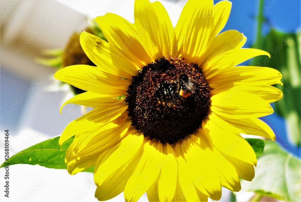 Naklejka premium Biene