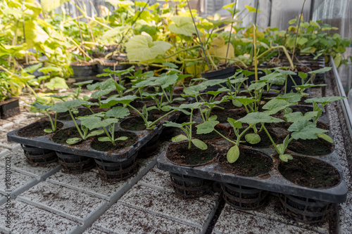 Commercial squash seedlings in trays