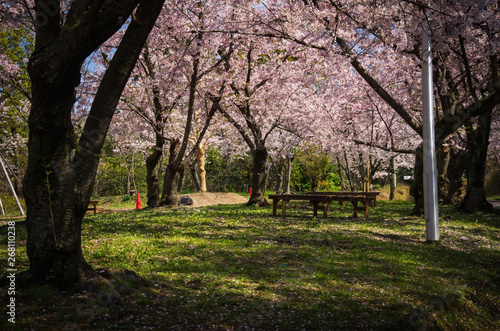 服部緑地・桜の咲く風景