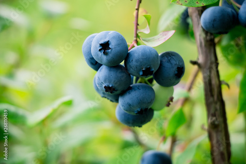 ripe blueberry cluster on a bush