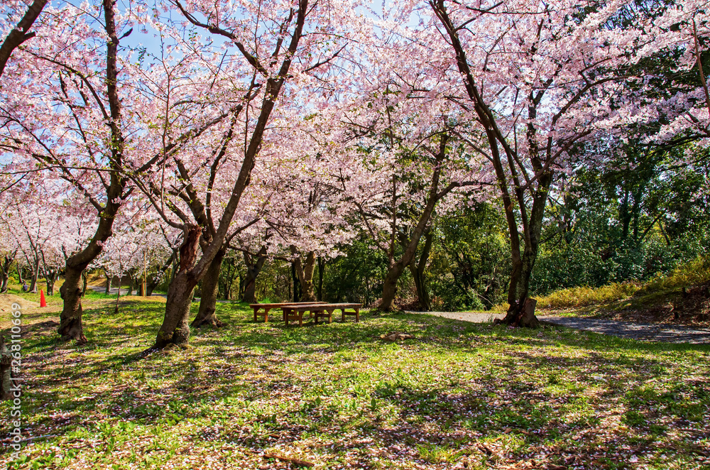 服部緑地・桜の咲く風景
