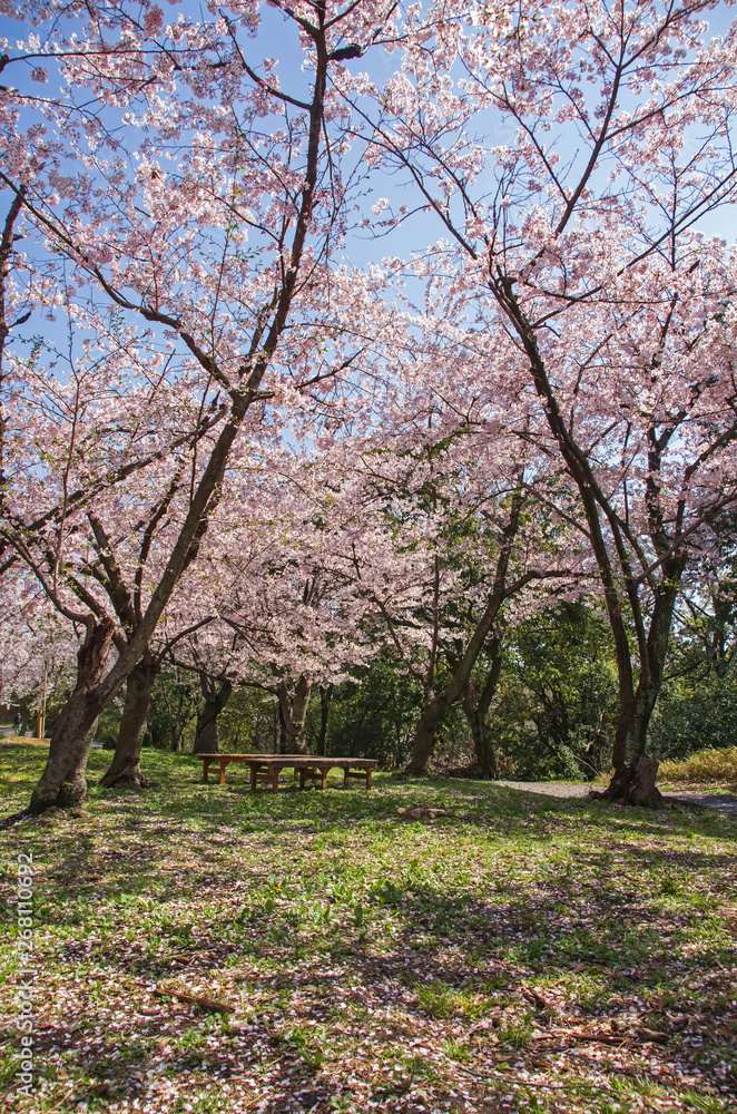 服部緑地・桜の咲く風景