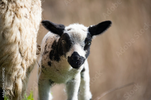 Cute curious lamb staring at camera in a Dutch meadow, Woudrichem
