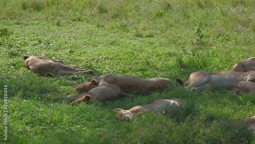 Lazy African Lions Sleep Under The Shade Of A Tree After Eating Prey Lazy African Lions Sleep Under The Shade Of A Tree After Eating Prey