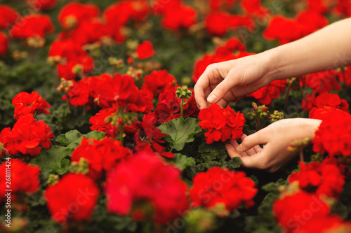 Women's hands hold beautiful red geranium flowers in the garden