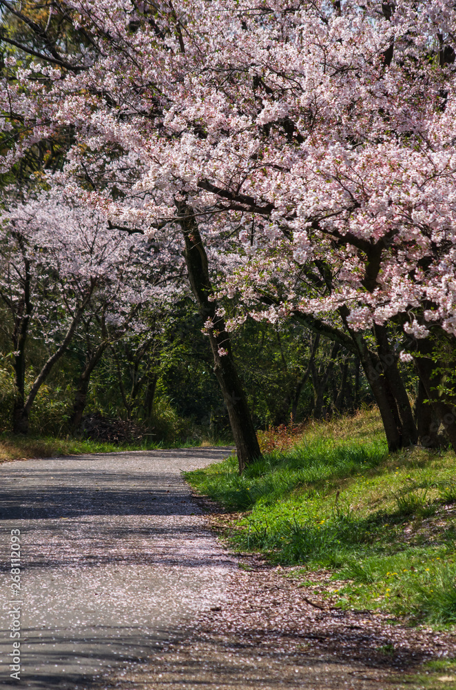 Fototapeta premium 服部緑地・桜の咲く風景