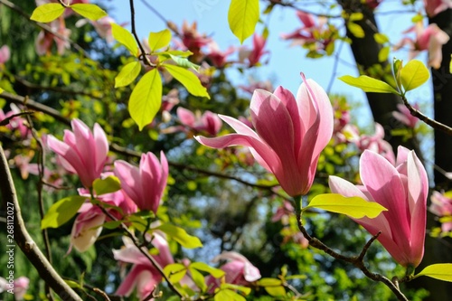 Amazing  colorful blooming magnolia bushes   trees. Pink or purple magnolia flowers in the spring. Flowering plant species of the family Magnoliaceae.