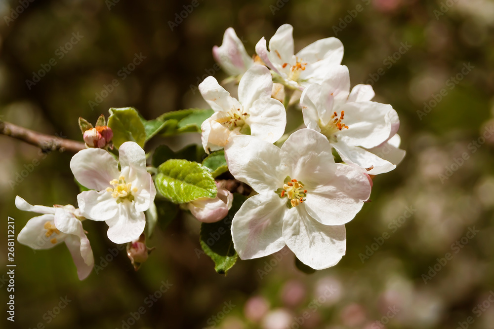 Branch with flowers