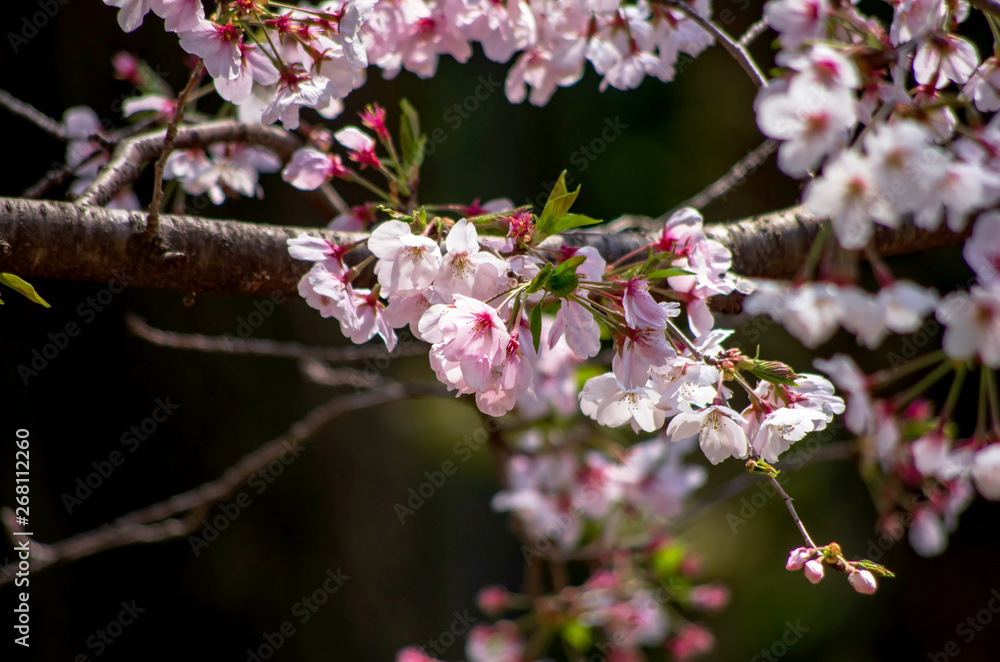桜 桜