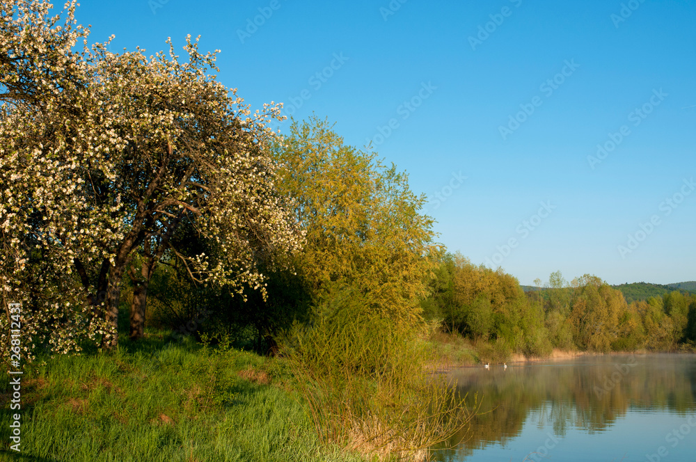 Blooming trees on a mountain lake in the open air against the background of the forest and mountains Blooming trees on a mountain lake in the open air against the background of the forest and mountains