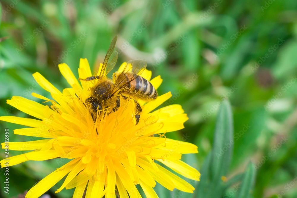 Bee on a yellow flower collects honey macros