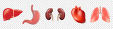 Different 3D human organs set with heart lungs liver stomach kidneys isolated on transparent background vector illustration, eps 10
