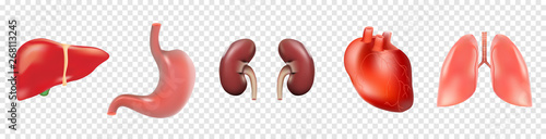 Different 3D human organs set with heart lungs liver stomach kidneys isolated on transparent background vector illustration, eps 10