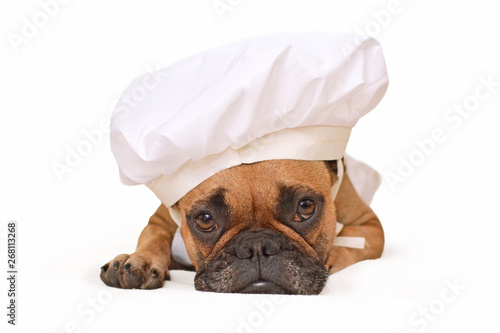 Fotografie Funny brown French Bulldog dog lying on ground dressed up as cook wearing a chef