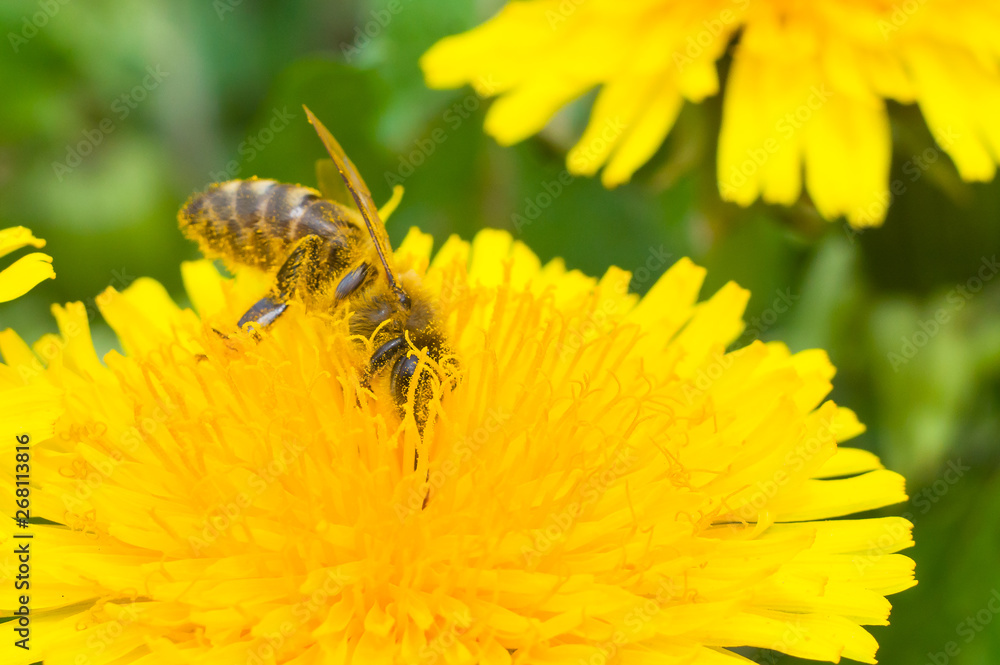 Bee on a yellow flower collects honey macros Bee on a yellow flower collects honey macros