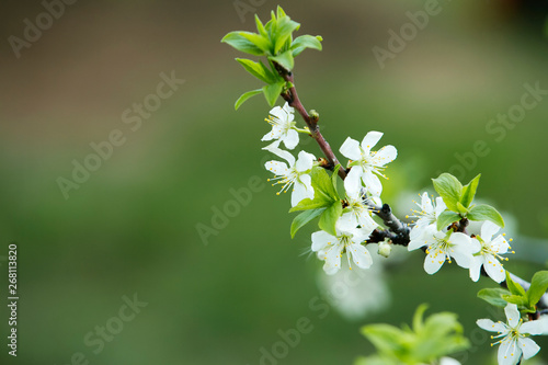 spring flowering of apple blossoms on a strongly blurred green background. Spring mood